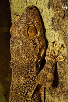 Hemidactylus gecko (Hemidactylus mabouia). Ankarana Special Reserve. Northern MADAGASCAR