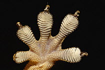 Close up of underside of foot and suckers of Hemidactylus gecko (Hemidactylus frenatus). Ankarana Special Reserve. Northern MADAGASCAR