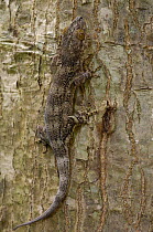 Hemidactylus gecko (Hemidactylus frenatus) camouflaged on tree bark, Ankarana Special Reserve. Northern MADAGASCAR