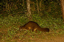 Falanouc or Malagasy small-toothed civet (Eupleres goudotii) digging for earthworms, Montagne d'Ambre National Park, N MADAGASCAR. Endangered