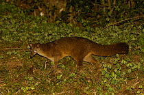 Falanouc or Malagasy small-toothed civet (Eupleres goudotii) searching for earthworms, Montagne d'Ambre National Park, N MADAGASCAR. Endangered