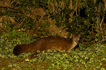 Falanouc or Malagasy small-toothed civet (Eupleres goudotii) searching for earthworms, Montagne d'Ambre National Park, N MADAGASCAR. Endangered