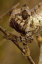 Oustalet's chameleon (Furcifer oustaleti) Loky-Manambato, Daraina. Northern MADAGASCAR