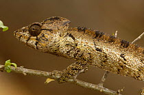 Oustalet's chameleon (Furcifer oustaleti) Loky-Manambato, Daraina. Northern MADAGASCAR  .