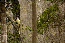 Golden-crowned / Tattersall's sifaka (Propithecus tattersalli) in dry decidious forest, Daraina, NE MADAGASCAR