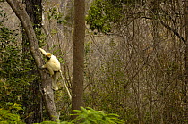 Golden-crowned / Tattersall's sifaka (Propithecus tattersalli) climbing down tree in dry deciduous forest, Daraina, NE MADAGASCAR