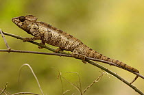 Oustalet's chameleon (Furcifer oustaleti) Loky-Manambato, Daraina. Northern MADAGASCAR