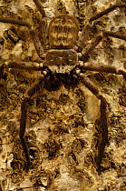 Tree-hole or Huntsman spider. {Sparassidae}Daraina Special Reserve, Northern MADAGASCAR