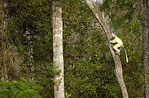 Golden-crowned / Tattersall's sifaka (Propithecus tattersalli) in dry deciduous forest, Daraina, NE MADAGASCAR
