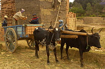Loading bricks onto cart pulled by Zebu cattle, MADAGASCAR 2005