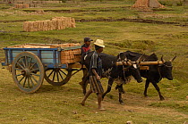 Transporting bricks by cart pulled by Zebu cattle, MADAGASCAR 2005
