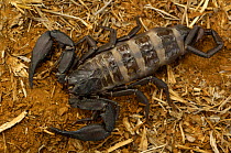 Daraina giant scorpion, unknown species, Daraina Protected Area, northern MADAGASCAR