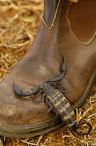 Daraina giant scorpion climbing onto boot, unknown species, Daraina Protected Area, northern MADAGASCAR 2005
