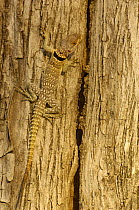 Madagascar spiny tailed lizard (Oplurus cuvieri)  Ankarafantsika Strict Nature Reserve, Western dry-deciduous forest. MADAGASCAR, endemic