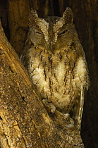 Malagasy scops-owl (Otus rutilus) Ankarana Special Reserve, NW MADAGASCAR.