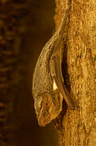 Greater mastiff bat (Tadarida / Mops leucostigma) Ankarafantsika Strict Nature Reserve, Western deciduous forest. MADAGASCAR, endemic