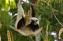 Coquerel's sifaka (Propithecus coquereli) feeding on young leaves of (Albizia sp) Ankarafantsika Strict Nature Reserve, Western deciduous forest. MADAGASCAR, endemic