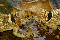 Madagascar spiny tailed lizard (Oplurus cuvieri) males fighting for territory, Ankarafantsika Strict Nature Reserve, Western dry-deciduous forest. MADAGASCAR, endemic
