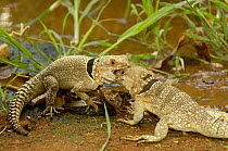 Iguanid lizards (Oplurus cuvieri) Two males fighting for territory. Ankarafantsika Strict Nature Reserve, Western dry-deciduous forest. MADAGASCAR . These are medium sized iguanas. This sub-group of t...