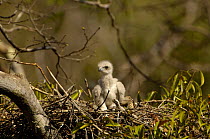 Madagascar buzzard chick on nest (Buteo brachypterus) Ankarafantsika Nature Reserve, Western deciduous forest. MADAGASCAR This is a medium-sized raptor which if fairly common throughout the island. DI...