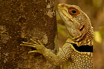 Madagascar spiny tailed lizard (Oplurus cuvieri)  Ankarafantsika Strict Nature Reserve, Western dry-deciduous forest. MADAGASCAR, endemic.