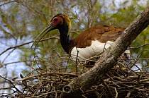Madagascar crested wood ibis (Lophotibis cristata) on nest, Ankarafantika Special Reserve. Deciduous dry forest of western MADAGASCAR, endemic