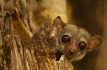 Milne-Edward's sportive lemur (Lepilemur edwardsi) Ankarafantsika Nature Reserve, deciduous dry forest, Western MADAGASCAR, endemic