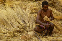 Sakalva man preparing thatch grass, wearing an amulet or 'ody fitahantena' to protect him from bad spirits. Ankarafantsika Nature Reserve, MADAGASCAR 2005