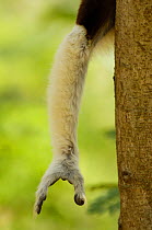 Close up of arm and hand of Coquerel's sifaka (Propithecus coquereli) Ankarafantsika Strict Nature Reserve, Western deciduous forest. MADAGASCAR, endemic