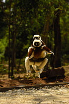 Coquerel's sifaka (Propithecus coquereli) female jumping across a clearing with baby in on her back,  Ankarafantsika Strict Nature Reserve, Western deciduous forest. MADAGASCAR, endemic