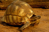 Ploughshare tortoise (Geochelone yniphora) Endangered, endemic, Ankarafantsika Special Reserve, Madagascar