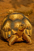 Ploughshare tortoise (Geochelone yniphora) Endangered, endemic, Ankarafantsika Special Reserve, Madagascar