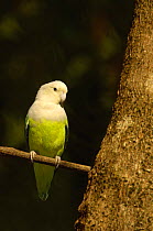 Gray-headed lovebird (Agapornis cana) Ankarafantsika Nature Reserve, Western deciduous forest. MADAGASCAR, endemic