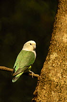 Gray-headed lovebird (Agapornis cana) Ankarafantsika Nature Reserve, Western deciduous forest. MADAGASCAR, endemic