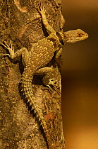 Madagascar spiny tailed lizard (Oplurus cuvieri)Ankarafantsika Strict Nature Reserve, Western dry-deciduous forest. MADAGASCAR, endemic