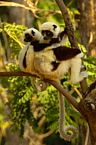 Coquerel's sifakas (Propithecus coquereli) Mother and baby. Ankarafantsika Strict Nature Reserve, Western deciduous forest. MADAGASCAR, endemic
