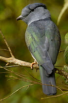 Coural / Cuckoo-roller (Leptosomus discolor)  Mantadia National Park. MADAGASCAR, endemic