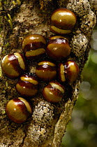 Shieldbugs (Agaeus bicolor) Analamazoatra Special Reserve or Perinet. MADAGASCAR