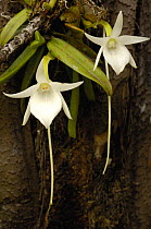 Comet orchid (Angraecum sesquipedale) Analamazoatra Special Reserve or Perinet. MADAGASCAR, pollinated by a moth with a proboscis of 12 inches {Xanthopan morgani praedicta} endemic