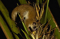 Greater dwarf lemur (Cheirogaleus major) Perinet Special Reserve. MADAGASCAR, endemic