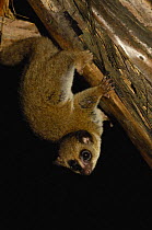 Greater dwarf lemur (Cheirogaleus major) Perinet Special Reserve. MADAGASCAR, endemic