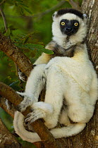 Verreaux's sifaka (Propithecus verreauxi) tropical dry forest, Berenty Reserve, Southern MADAGASCAR, endemic