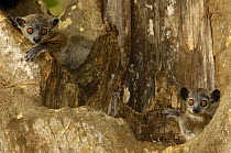 White-footed sportive lemur (Lepilemur leucopus) Berenty Reserve. Southern MADAGASCAR, endemic,  Xerophytic spiny forest and gallery forest in southern and south-west Madagascar.