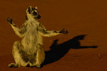 Ring-tailed lemur (Lemur catta) 'sunbathing', dry forest, Berenty Reserve. MADAGASCAR