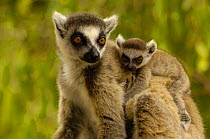 Ring-tailed lemur (Lemur catta) female carrying young, Spiny forest, Berenty Reserve. Southern MADAGASCAR, endemic