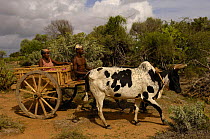 Traditional Zebu (ox) cart. Antandroy couple - wearing the local hats typical of the region. Spiny forest area of southern MADAGASCAR   2005