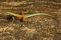 Iguanid lizard (Oplurus saxicola) male in breeding colours, Southern coastal MADAGASCAR, endemic