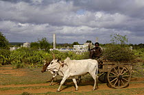 Zebu (ox) cart passes Antandroy Tombs. Spiny forest area of southern MADAGASCAR 2005
