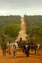 Antandroy people and Zebu (ox) carts. Spiny forest area of southern MADAGASCAR 2005