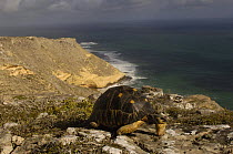 Radiated tortoise (Geochelone radiata) at Cap Sainte Marie Special Reserve of southern MADAGASCAR.